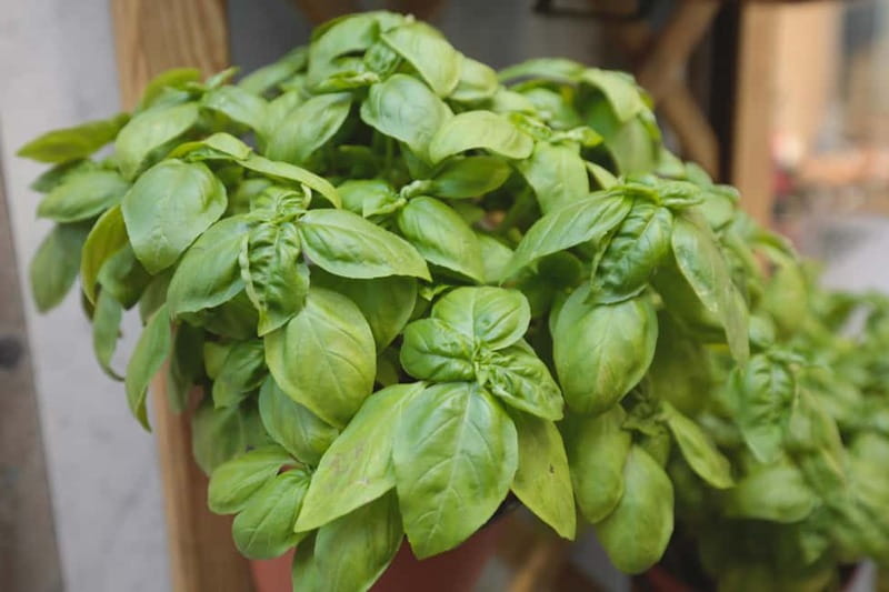 Food Guided Tour with Wine Tastings in Genoa - Sampling Ligurian Pesto and Local Wines