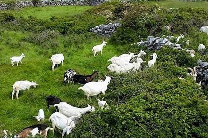 Food, heritage & cultural tour Inishmore, Aran Islands. Guided. - The Aran Islands Goats Cheese Farm Experience
