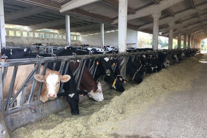 Food Tour: Parmigiano, Balsamic, Red Wine, lunch,transport - Parmigiano-Reggiano: A Cheese Lover’s Delight at Caseificio Bio Reggiani