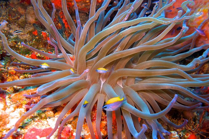 For certified Divers Experience the Under Water Museum and the Manchones Reef - Exploring the Manchones Reef System