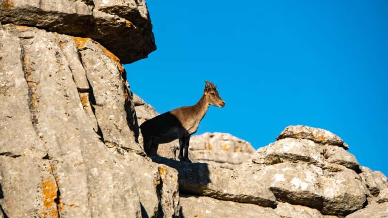 For Photographer Málaga: Photo Tour with Tesla X - The Experience Provider: Malaga - Marbella X Tours & Experiences