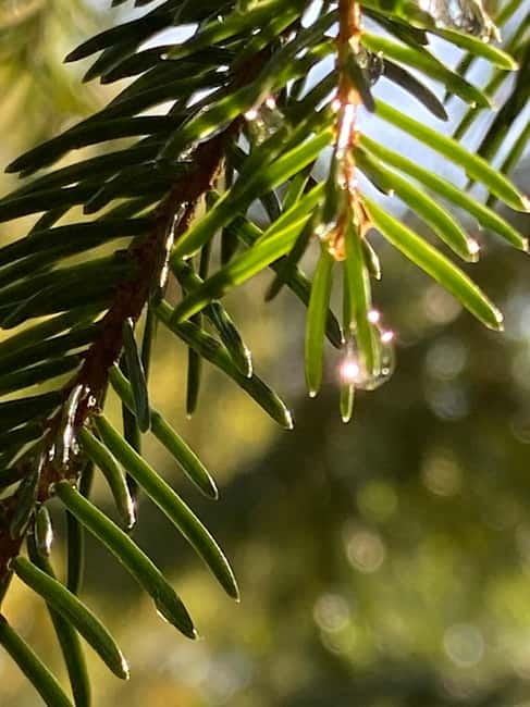 Forest Bathing in Stockholm nature with certified guide - The Engaging Walk Through Old Oak and Coniferous Forests