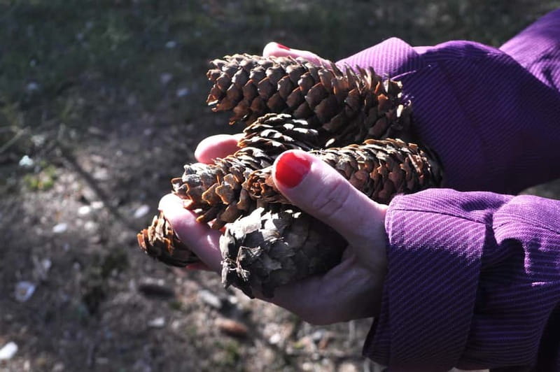 Forest Bathing in Stockholm nature with certified guide - The Tea Ceremony: Local Herbs and Moments of Reflection