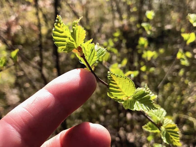 Forest Bathing in Stockholm nature with certified guide - Why Choose This Forest Bathing Experience in Stockholm?
