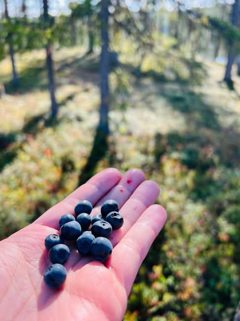 Forest, Castle & Fiskars Village Day Trip from Helsinki - Who Would Enjoy This Tour Most?