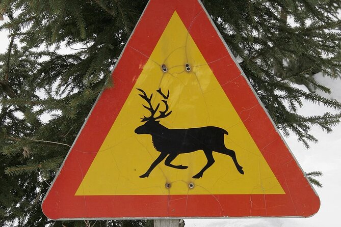 Forest Trail Reindeer Safari - Key Points