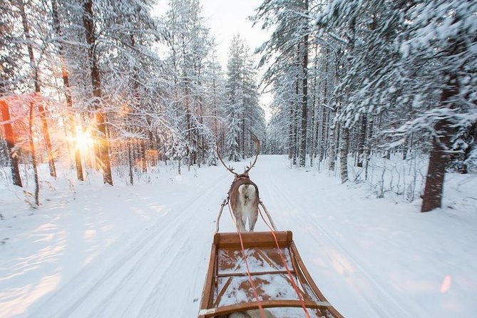 Forest Trail Reindeer Safari - Practicalities: What’s Included and What to Keep in Mind