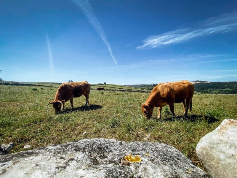 Fórnea E-bike and Olive Oil tour - Comparing Similar Experiences in the Region