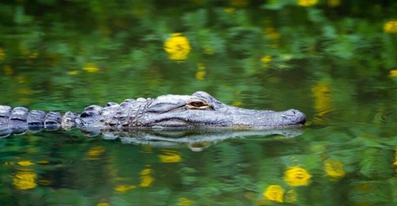 Fort Lauderdale: Everglades Express Tour with Airboat Ride - Explore the Florida Wetlands in Comfort and Style