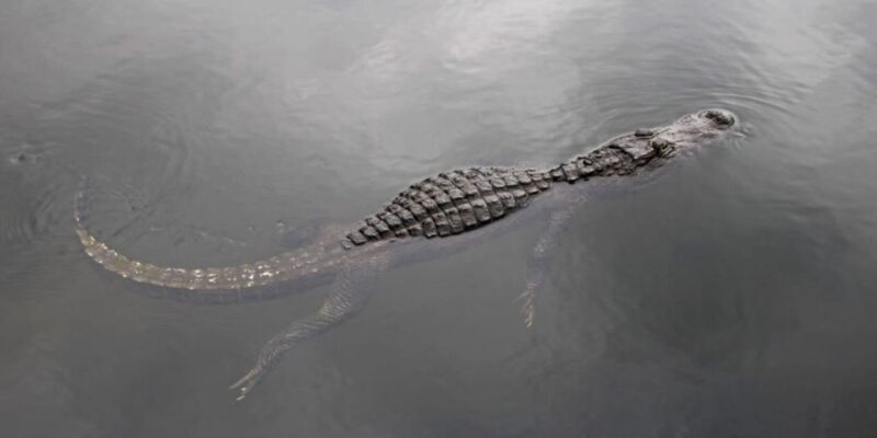 Fort Lauderdale: Everglades Express Tour with Airboat Ride - The Scenic Airboat Ride Across the Wetlands