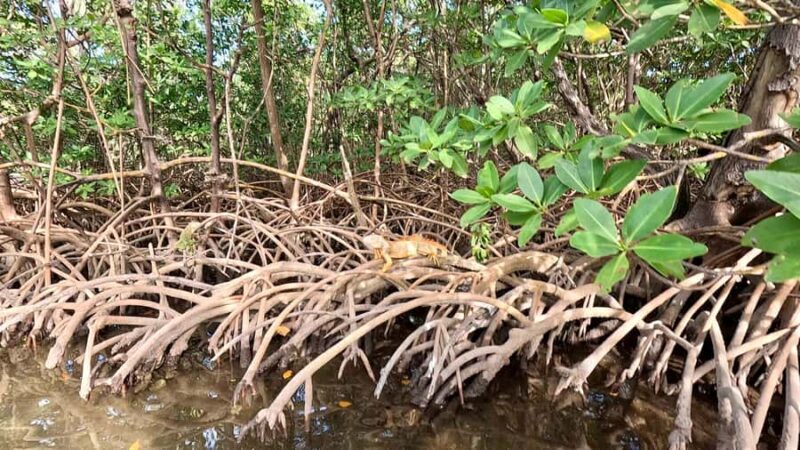Fort Lauderdale: Kayak & Paddleboard Mangroves Eco Adventure - Explore Fort Lauderdale’s Scenic Mangroves on a Guided Paddle Adventure