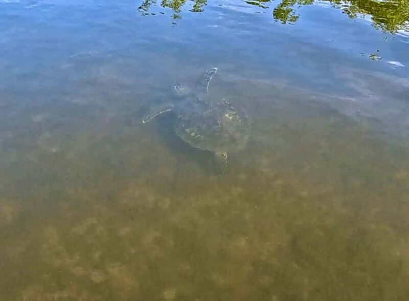 Fort Lauderdale: Kayak & Paddleboard Mangroves Eco Adventure - End of Tour and Complimentary Photo