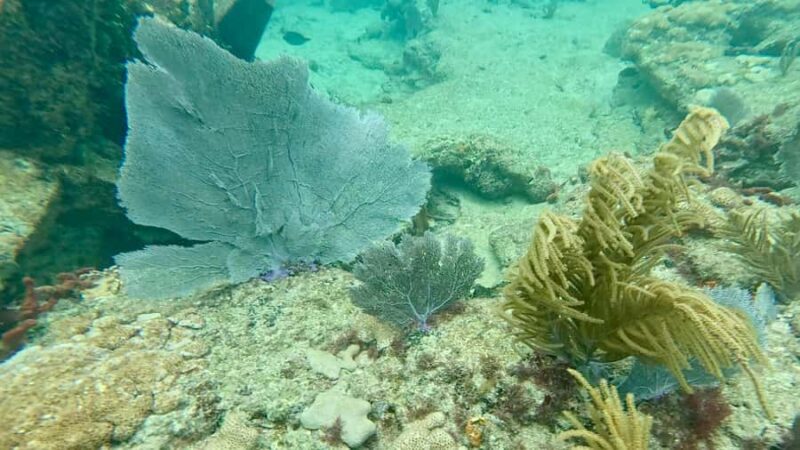 Fort Lauderdale: Ocean Reef Snorkel Tour w/ Snacks & Drinks - Starting Point at 400 N Beach Rd and Easy Beach Access