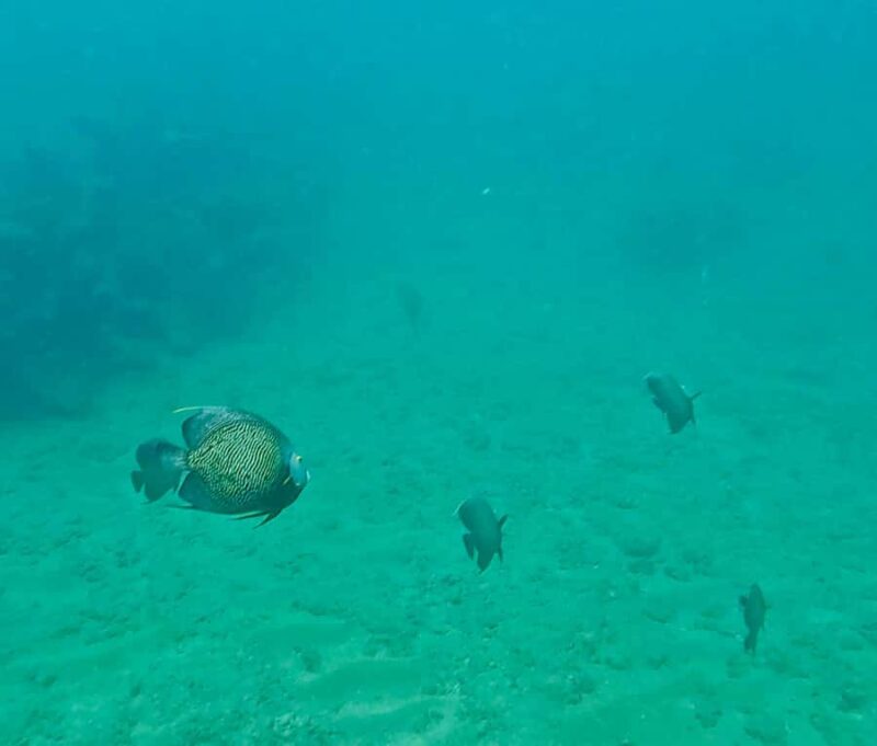 Fort Lauderdale: Ocean Reef Snorkel Tour w/ Snacks & Drinks - Why Choose This Ocean Reef Snorkel Tour in Fort Lauderdale