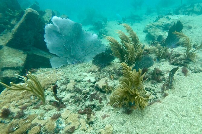 Fort Lauderdale: Ocean Reef Snorkeling Tour w/ Snacks & Drinks - Key Points