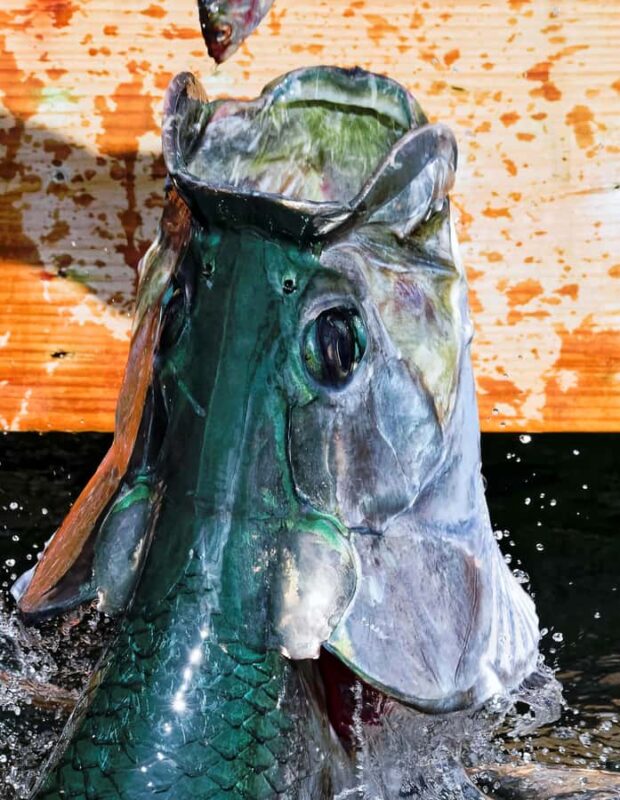 Fort Lauderdale to Islamorada Day Trip - Key Points