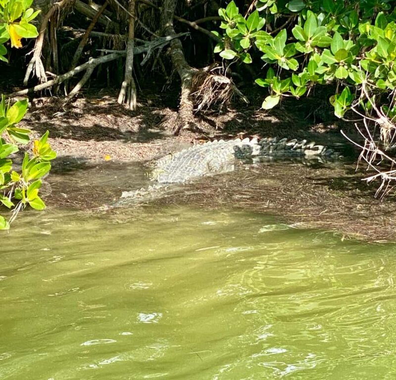 Fort Lauderdale to Islamorada Day Trip - Wildlife Cruise in the Bayside Mangroves