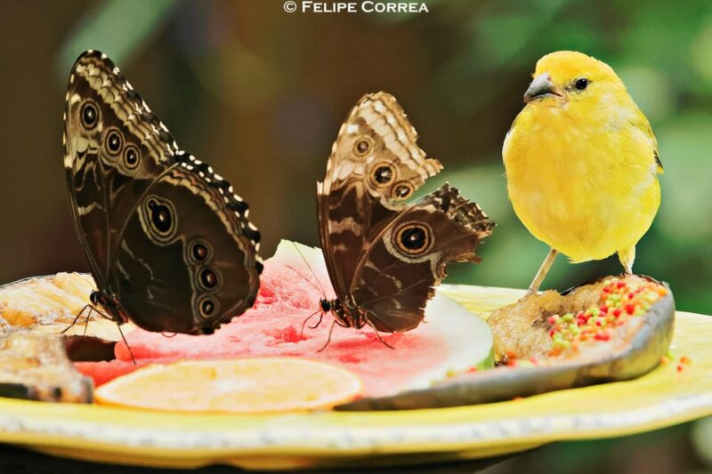 Fort Lauderdale to Key West Day Trip - Whats Included in the Price