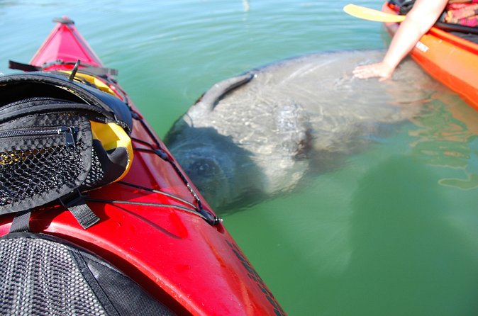 Fort Lauderdales Tropical Kayak Tour and Island Adventure - Equipment and Accessibility