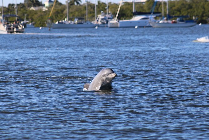 Fort Myers Beach Dolphin & Sightseeing Tour Refreshments Included - Fort Myers Beach Dolphin & Sightseeing Tour Refreshments Included: An Engaging Wildlife Adventure