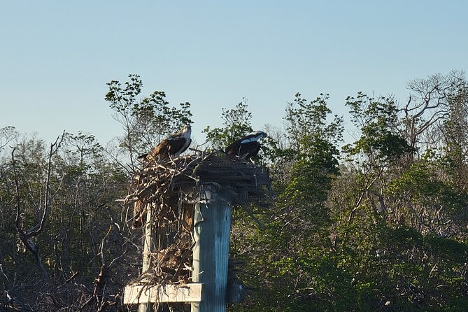 Fort Myers Beach Sightseeing with Shark Teeth and Shelling Tour - Searching for Shark Teeth and Collecting Shells