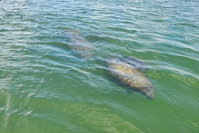 Fort Myers Beach Sightseeing with Shark Teeth and Shelling Tour - Passing the Iconic Sanibel Lighthouse on the Return Journey