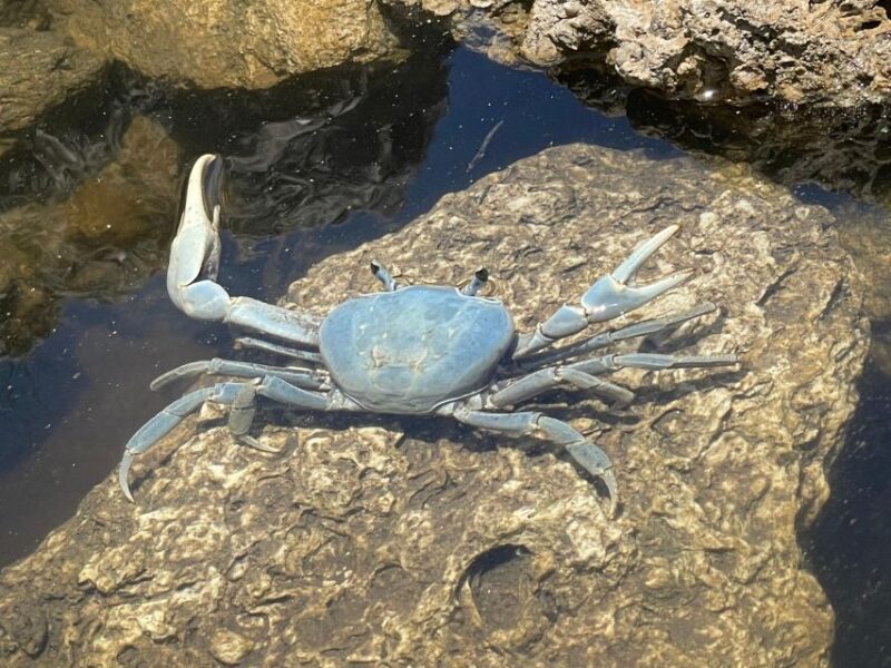 Fort Pierce: 2-Hour Prehistoric Preserve Kayak Tour - Magnificent Marine and Birdlife on Shallow Sandbars