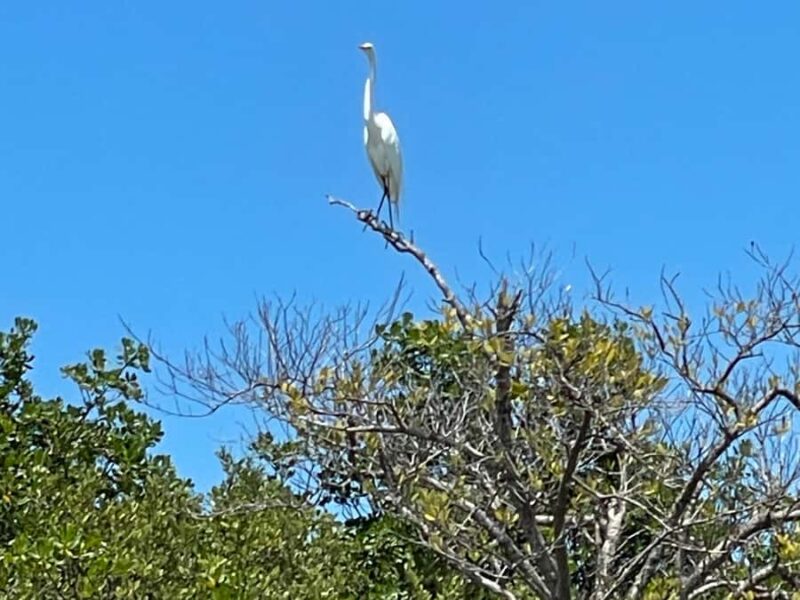 Fort Pierce: 2-Hour Prehistoric Preserve Kayak Tour - The Experience with a Small Group Atmosphere