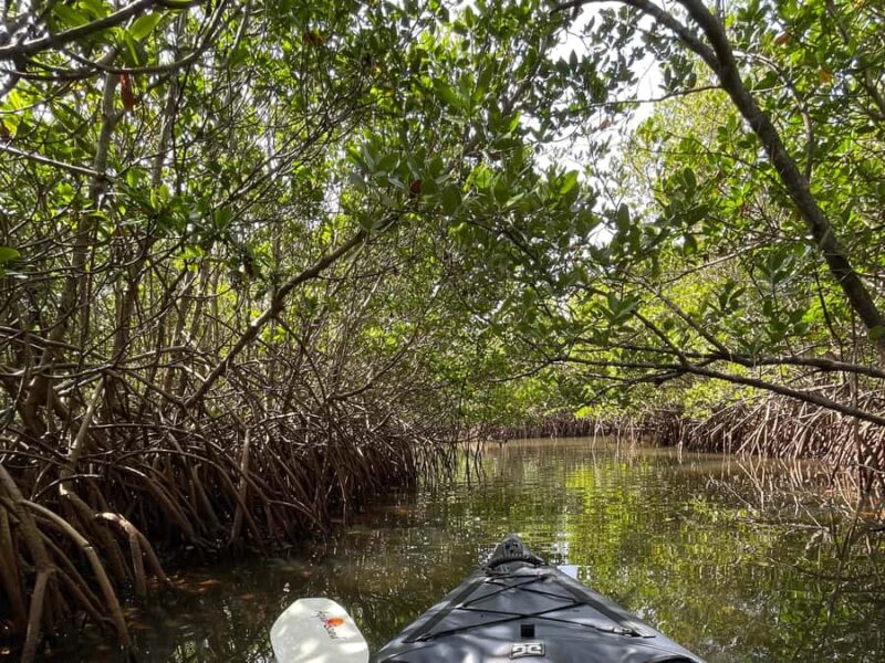 Fort Pierce: 2-Hour Prehistoric Preserve Kayak Tour - Why This Kayak Tour Stands Out
