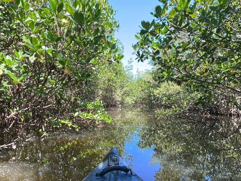 Fort Pierce: 4-hr Mangroves & Dolphin Watch Sandbar in FL - The Sum Up: A Nature-Focused Coastal Adventure