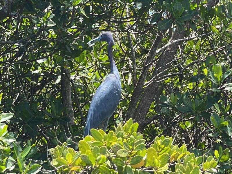 Fort Pierce: 6-hr Mangroves, Coastal Rivers & Wildlife in FL - Practical Tips and Essentials for the Tour