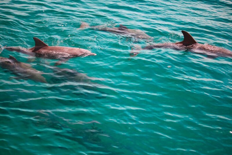 Fort Walton Beach: Morning Dolphin Cruise with Snorkel Stop - Key Points