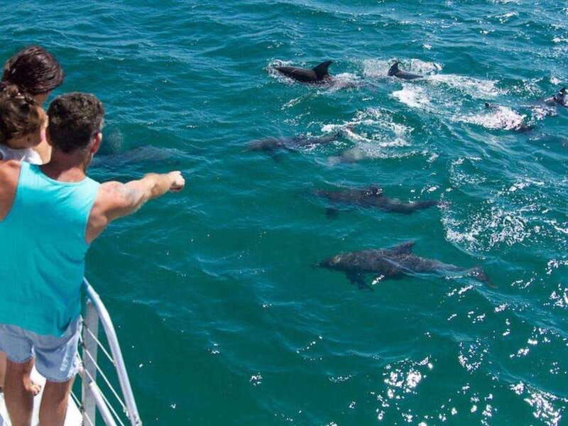 Fort Walton: Dolphin Discovery and Snorkeling Cruise - Encountering Marine Life in the Gulf of Mexico