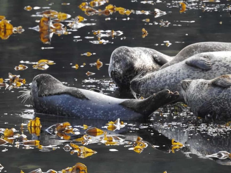 Fort William: Speed boat adventure - Key Points