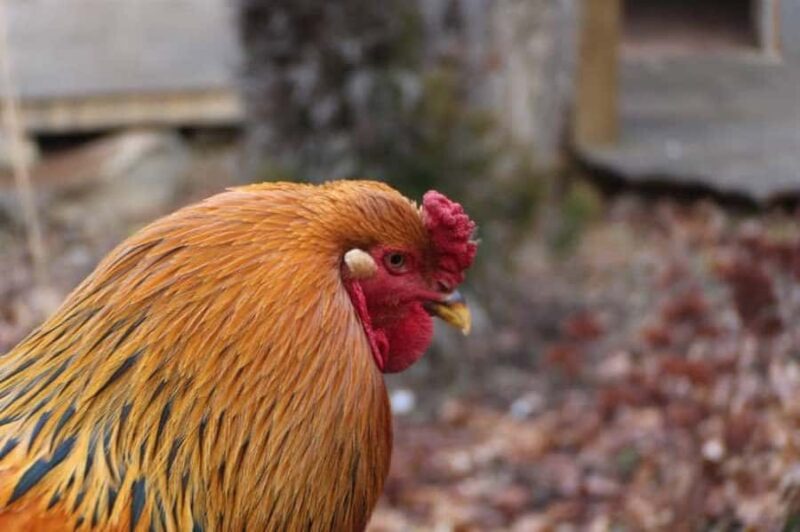 Foxfire Mountain: Hiking & Swinging Bridge Family Adventure - Who Will Love Foxfire Mountain?