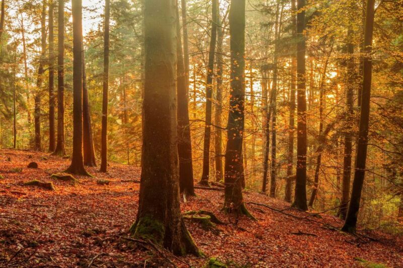 Frankfurt: Full-Day Baden-Baden and Strasbourg Trip - The Guides: Knowledgeable and Friendly Narrators