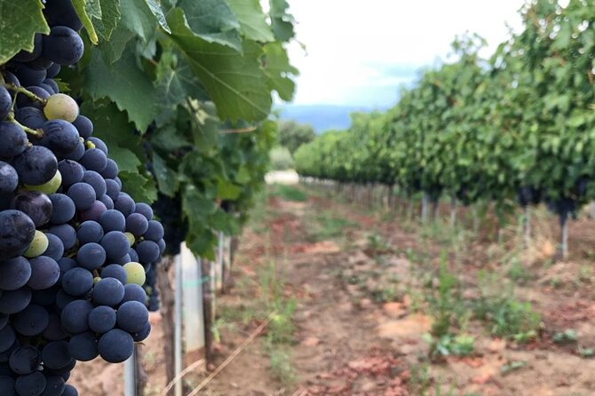 Frascati Day Tour: Road from Rome with Wine Tasting & Lunch - Vineyard Walk and Wine Tasting Near Frascati