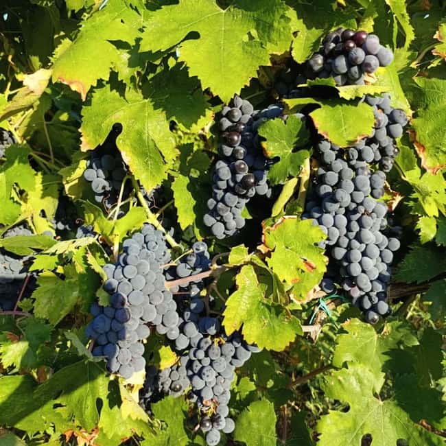 Frascati: Roman cooking class with Castelli wine - Frequently Asked Questions