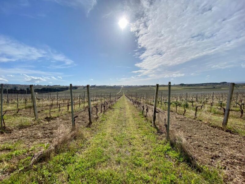 Frascati: Tour in E-Bike with Wine Tasting - Who Will Enjoy This Tour Most?