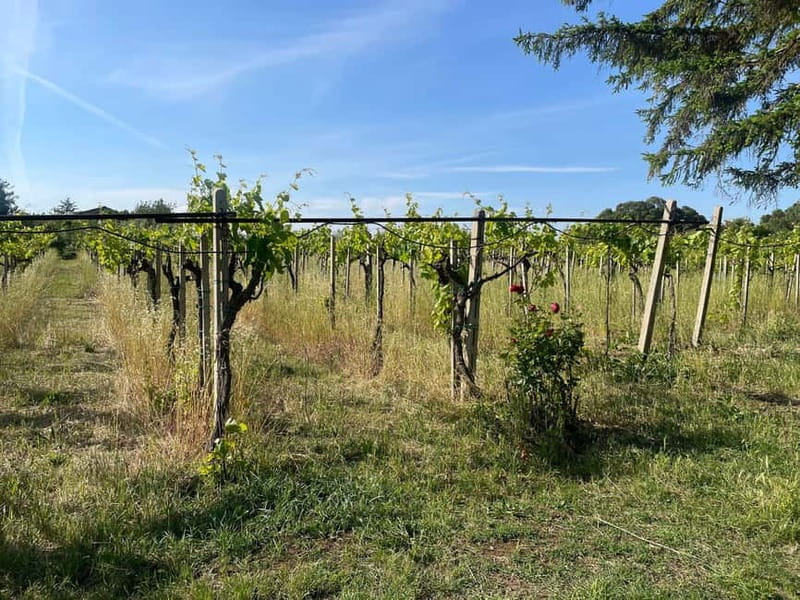 Frascati: Vineyard Wine Tasting Tour with Snacks - Exploring the Vineyard: Scenic Views and Guided Walk