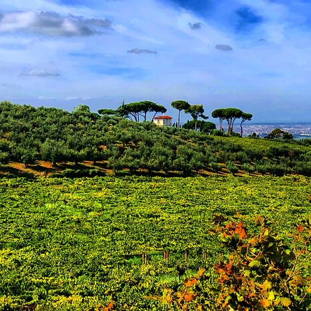 Frascati Wine Tasting Tour: The Flavors of the Roman Countryside - Visiting the 16th-Century Farmhouse and Winemaker