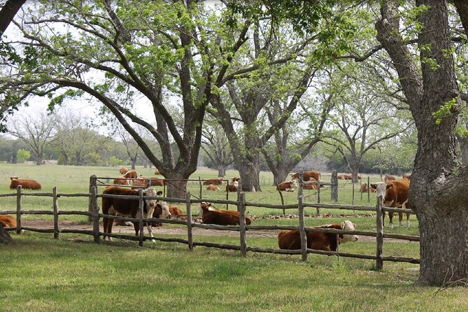 Fredericksburg Luxury Shopping and History and Culture Tour - What’s Included and What’s Not