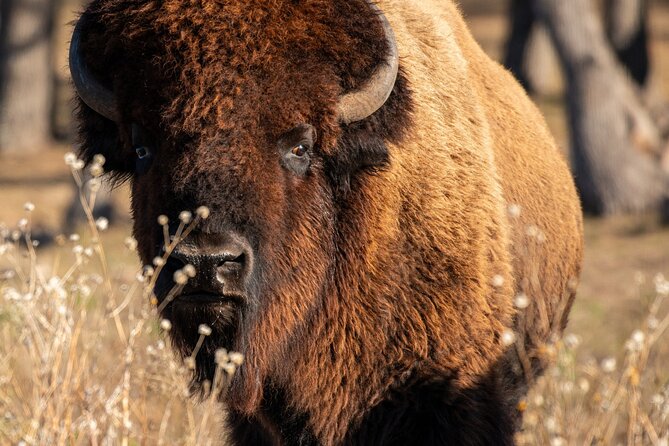 Fredericksburg Safari Tour With Wine Tasting - The Scenic Vineyard and Full Bar Experience