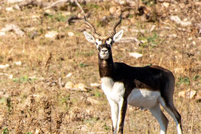 Fredericksburg Safari Tour With Wine Tasting - The Transportation: Zebra Tram and Tractor Rides