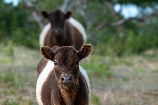 Fredericksburg Safari Tour With Wine Tasting - Wine Tasting at the Grapetown Vineyard