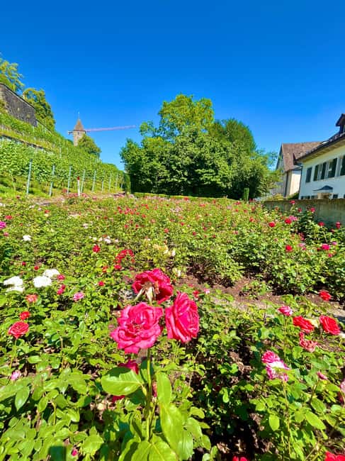 FREE PHOTO near Zurich Rapperswil: Castle, Rose Old Town - Explore Rapperswil’s Castle and Rose Gardens in a 90-Minute Guided Tour