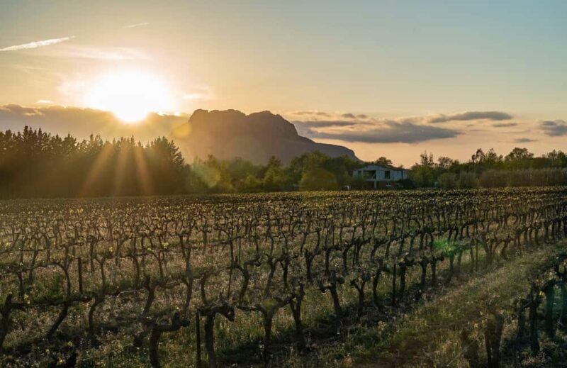Fréjus: Cave tour and wine tasting - The Unique Approach to Rosé Production