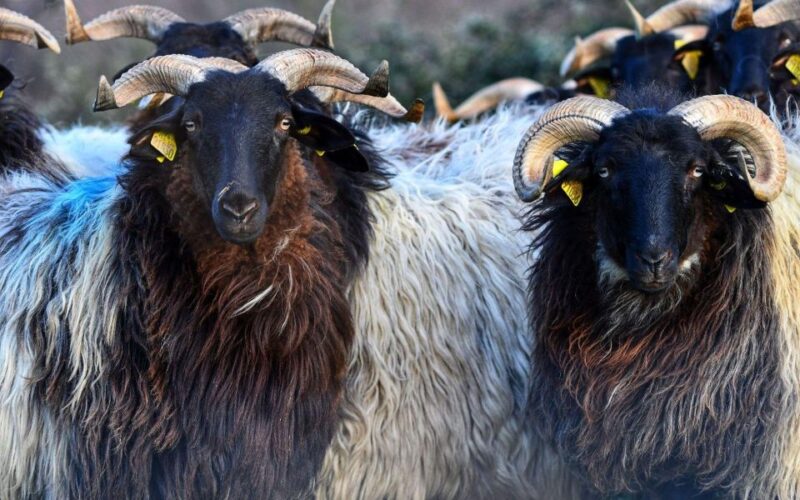 French Basque Country Farms & Food Tour - Practical Details: Meeting Point, Group Size, and Logistics