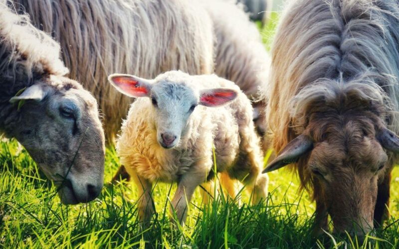 French Basque Country Farms & Food Tour - What Sets This Tour Apart from Similar Experiences