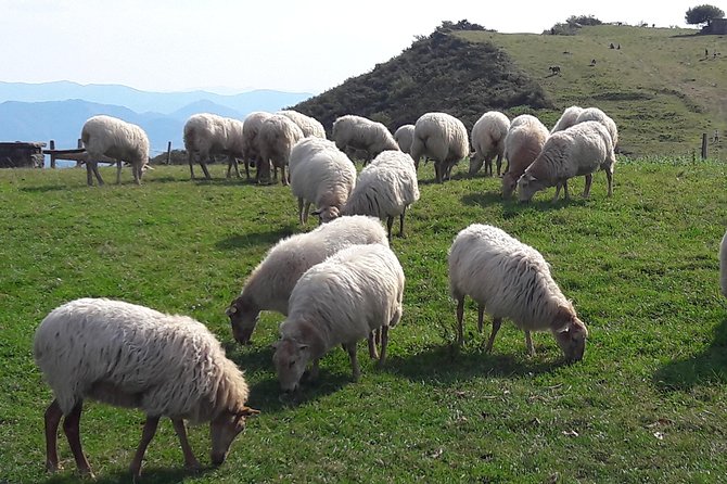 French-Basque Countryside Private tour Discover the hidden beauty of Pyrenees - Discover the Authentic Basque Countryside with a Private Pyrenees Tour